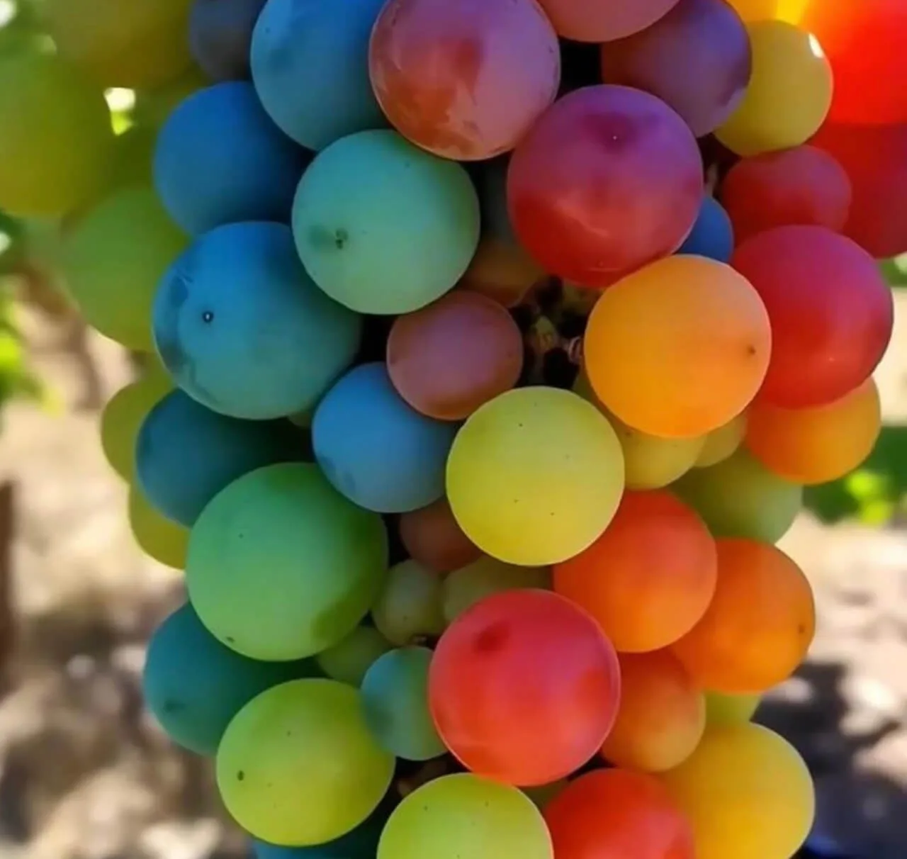 Fun and Easy Recipe for Rainbow Grapes